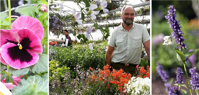 Sommarblommor egen odling Lundens Vaxthus