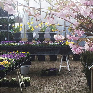 Vår körsbärsblommor penseer påskliljor egen odling